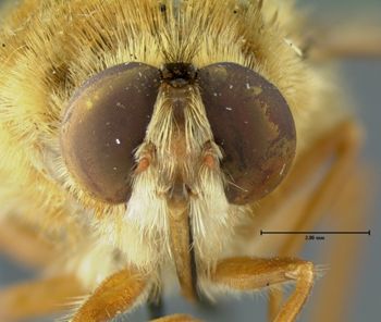 Media type: image;   Entomology 35327 Aspect: head frontal view